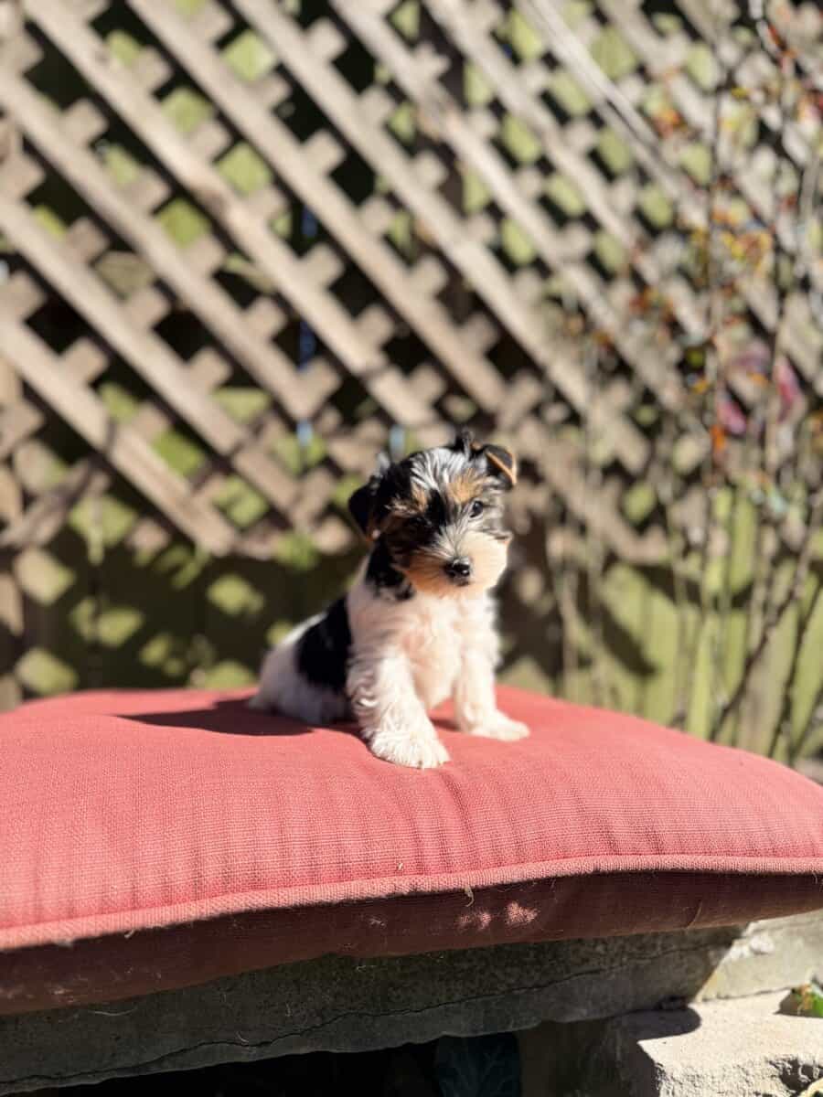 Eddie is quite the handsome fellow image 2