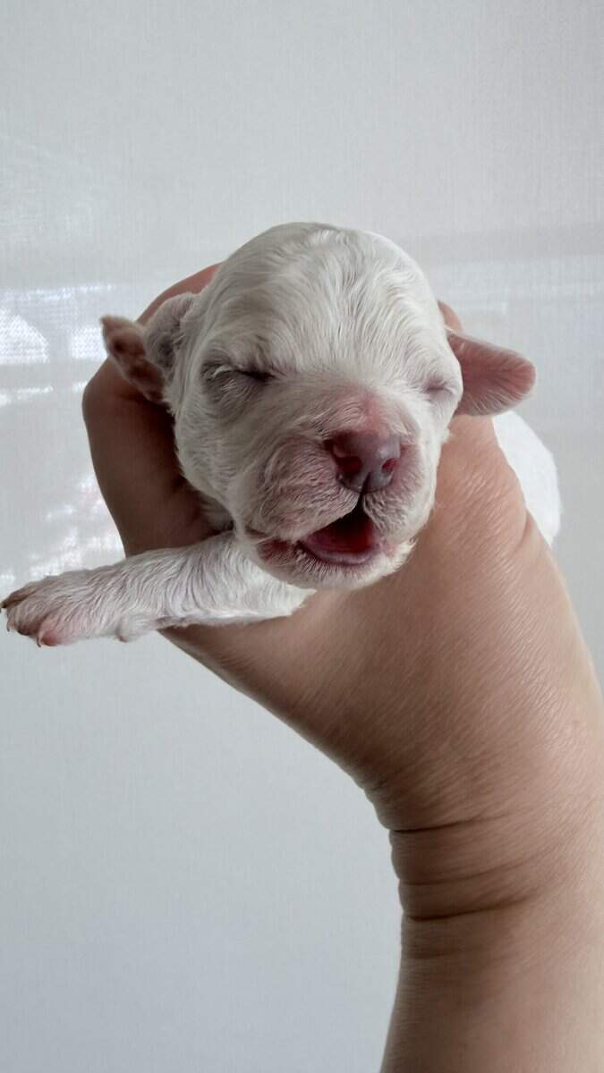 Korean Teacup Bichon Frise puppy image 2