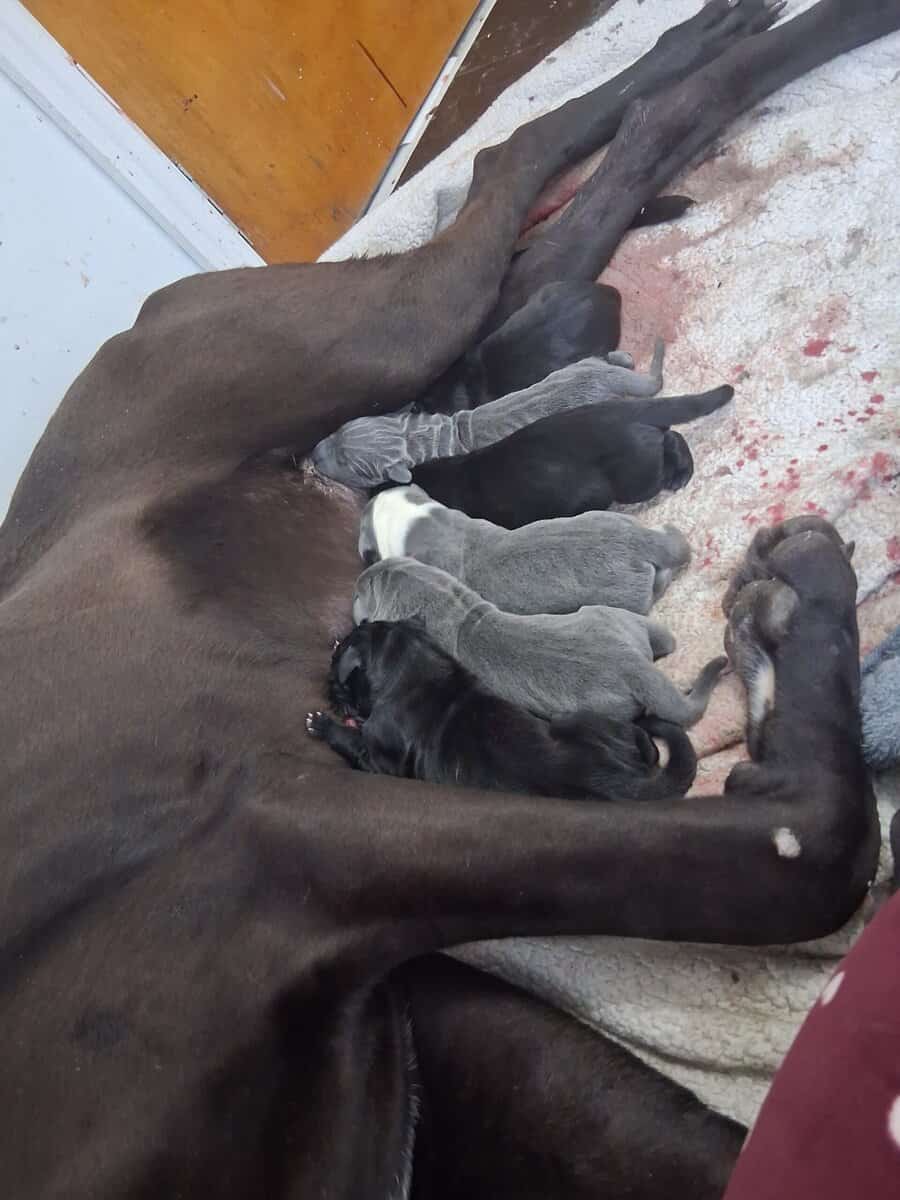 Beautiful great dane puppies image 4
