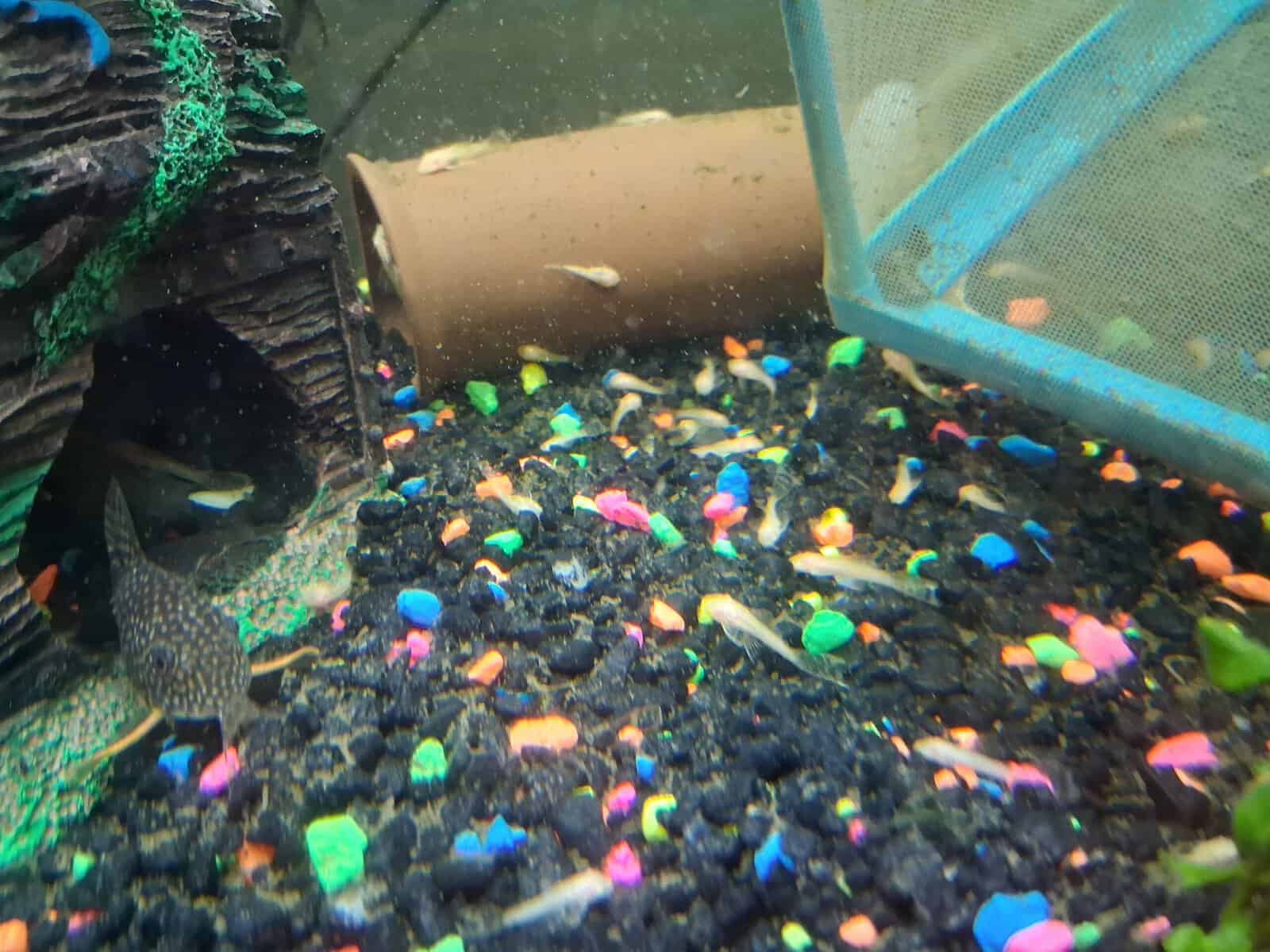 Bristlenose plecos image 6