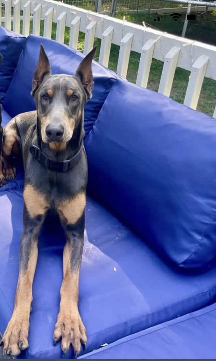 1 year old, purebred Doberman, cropped/docked image 2