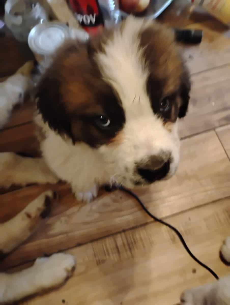 Full blooded St Bernard Puppies image 4