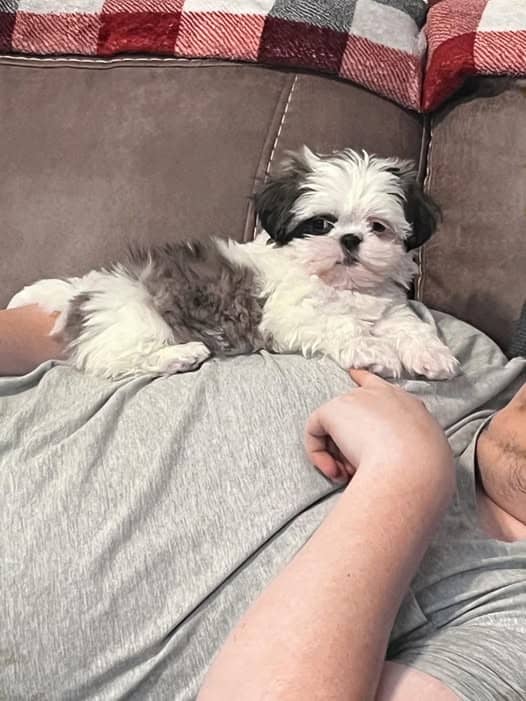 Pekingese/Shih Tzu Mix image 1