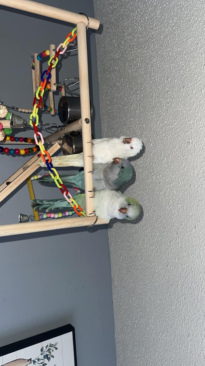 2 Quaker parrots for sale image 3