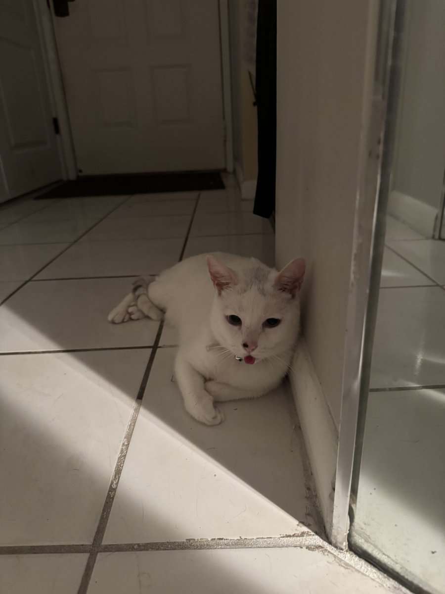 White Adult Cat needs a home image 2