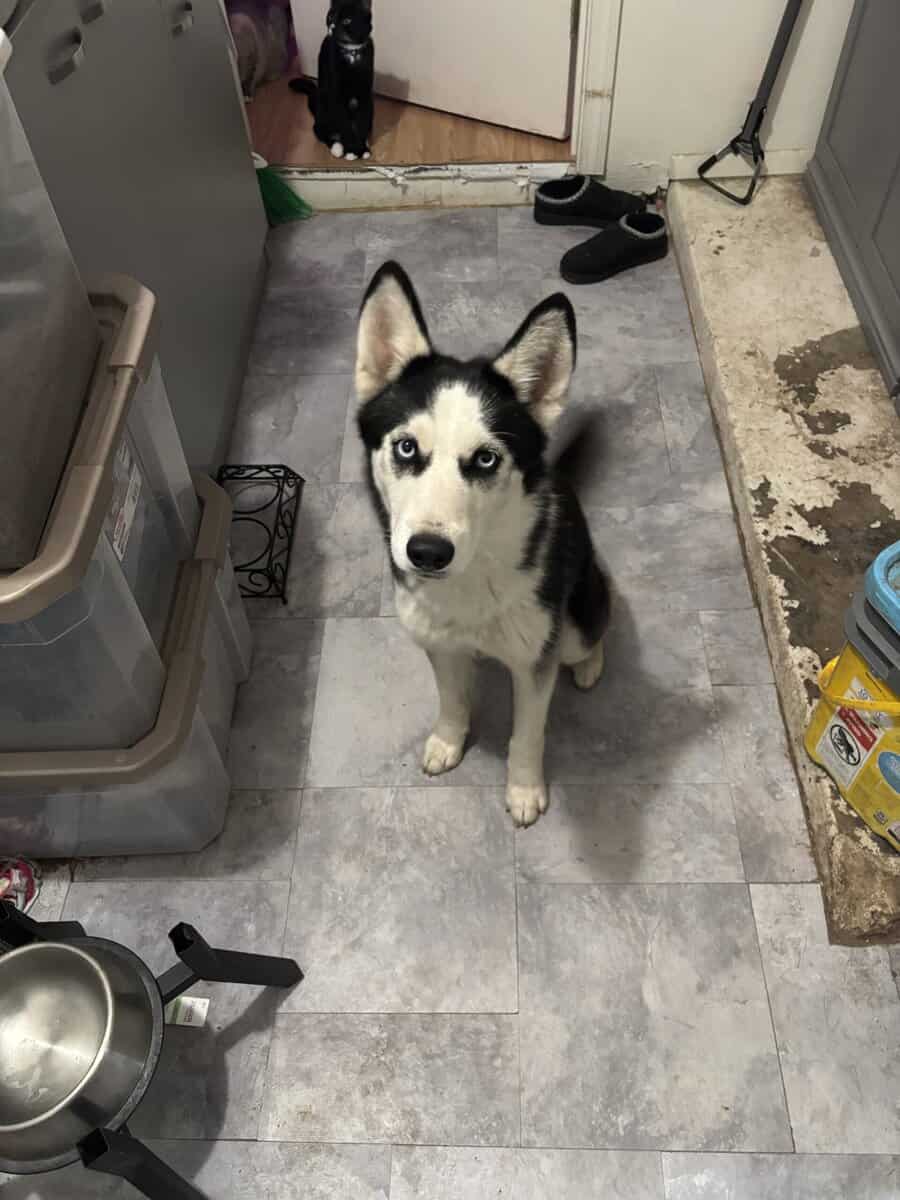 Female husky image 1