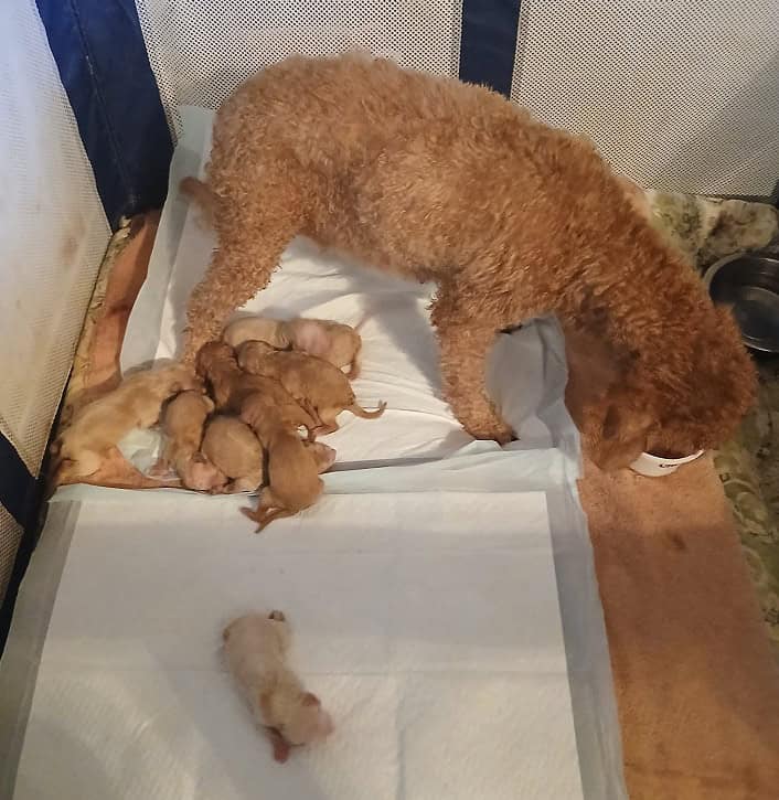 Mini-Poodle puppies image 2