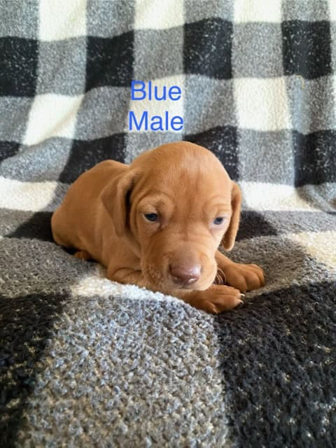AKC Registered Vizsla Puppies image 3