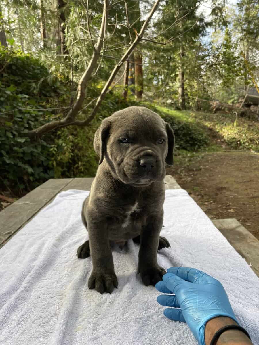 Cane Corso Litter for Sale image 3