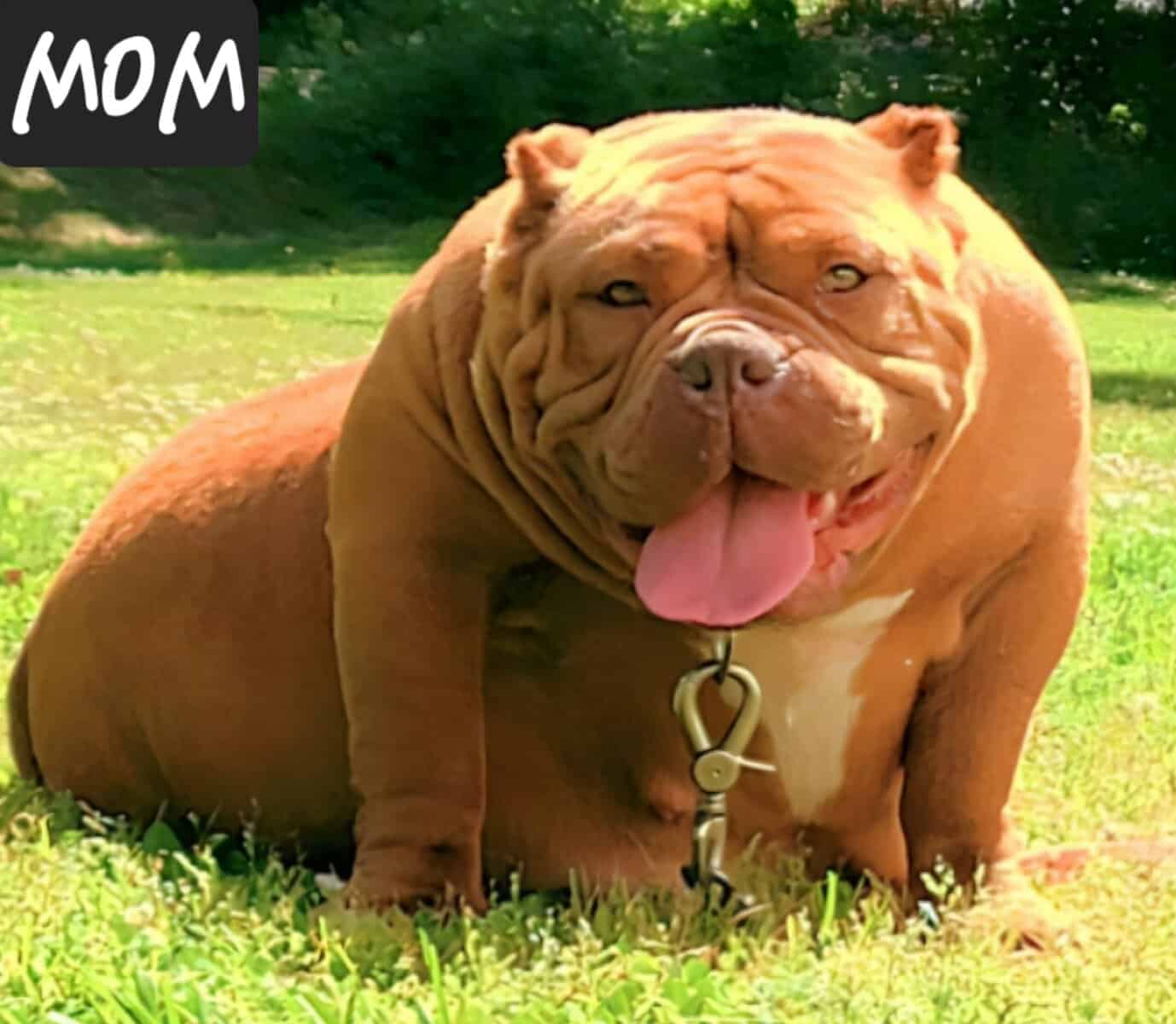 American Bully puppies available image 3
