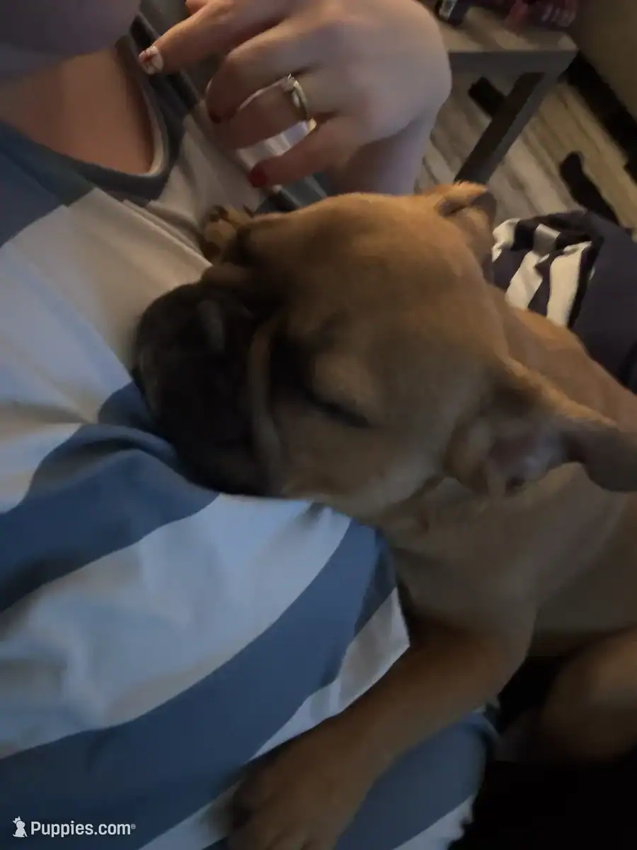 French Bulldog for sale image 2