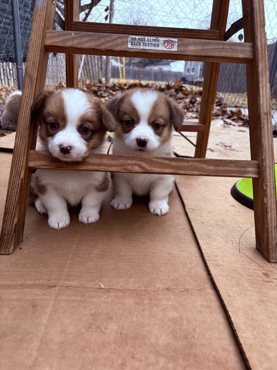 Pembroke welsh corgi pups image 16