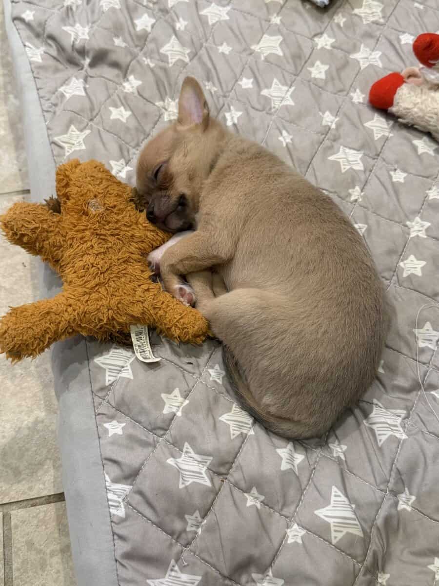 AKC smooth coat blue fawn boy image 3