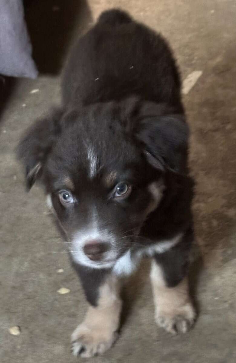 Australian Shepherd Puppies image 2