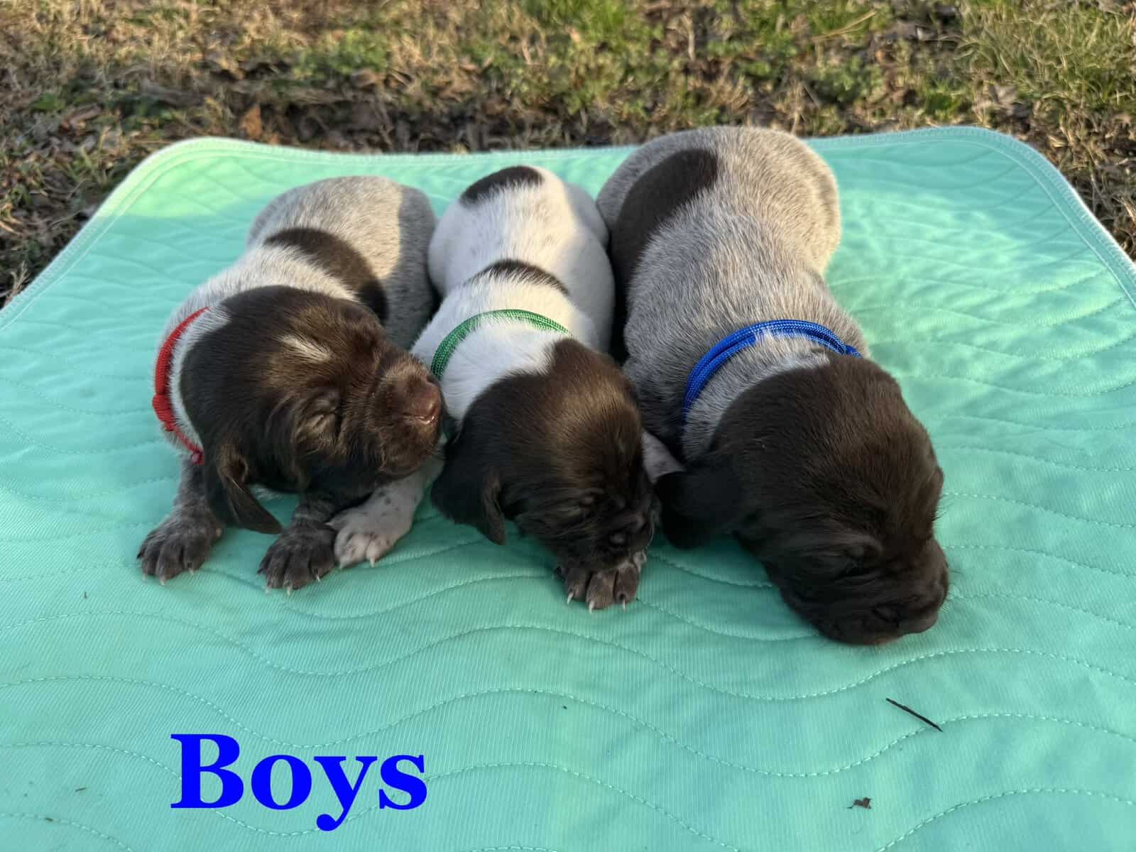 AKC German Shorthair Pointer image 1