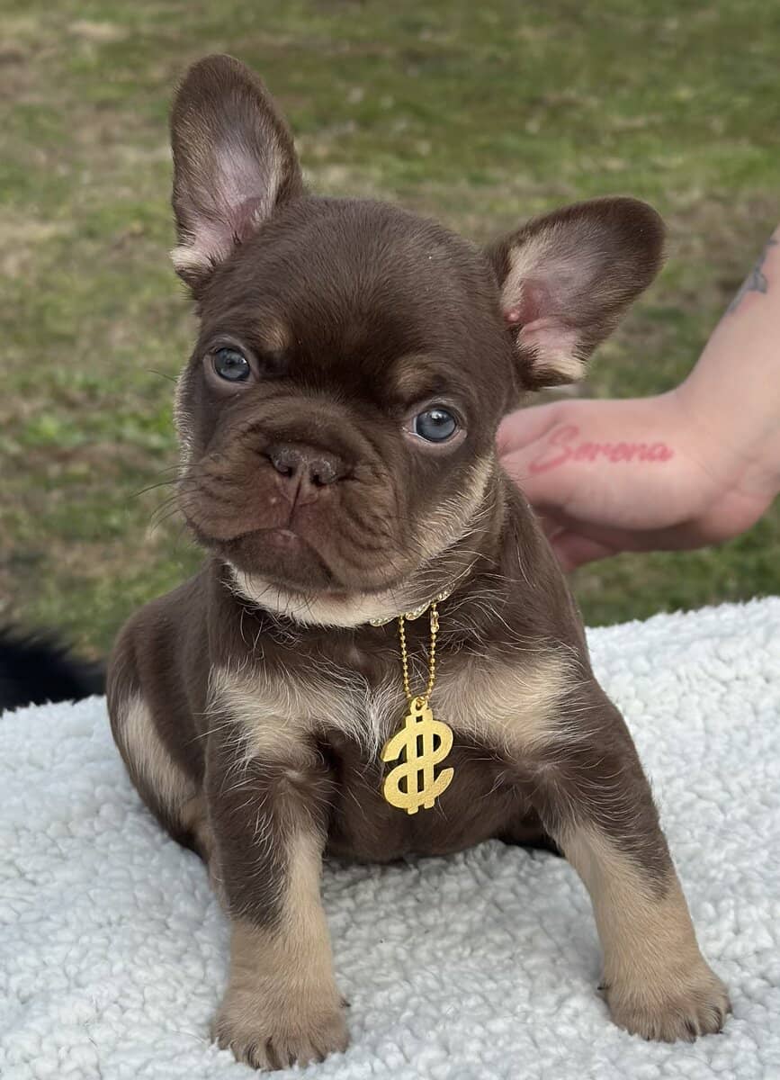 French bulldog AKC image 5