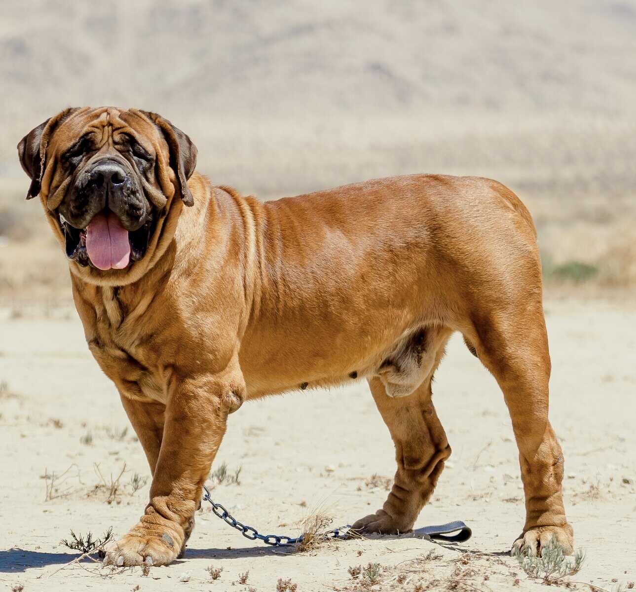 South African Boerboels image 6