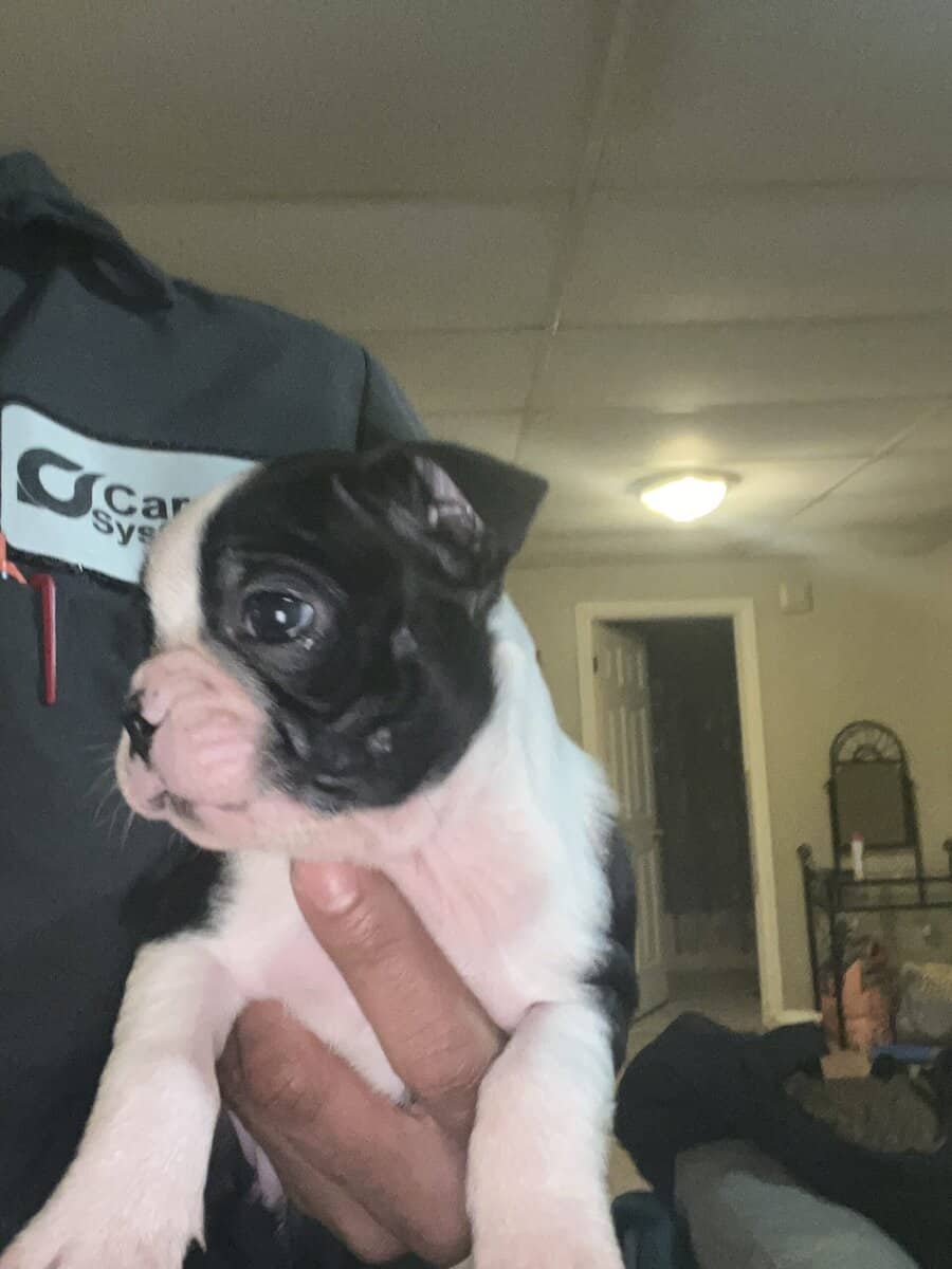 8 week old Boston terriers image 7