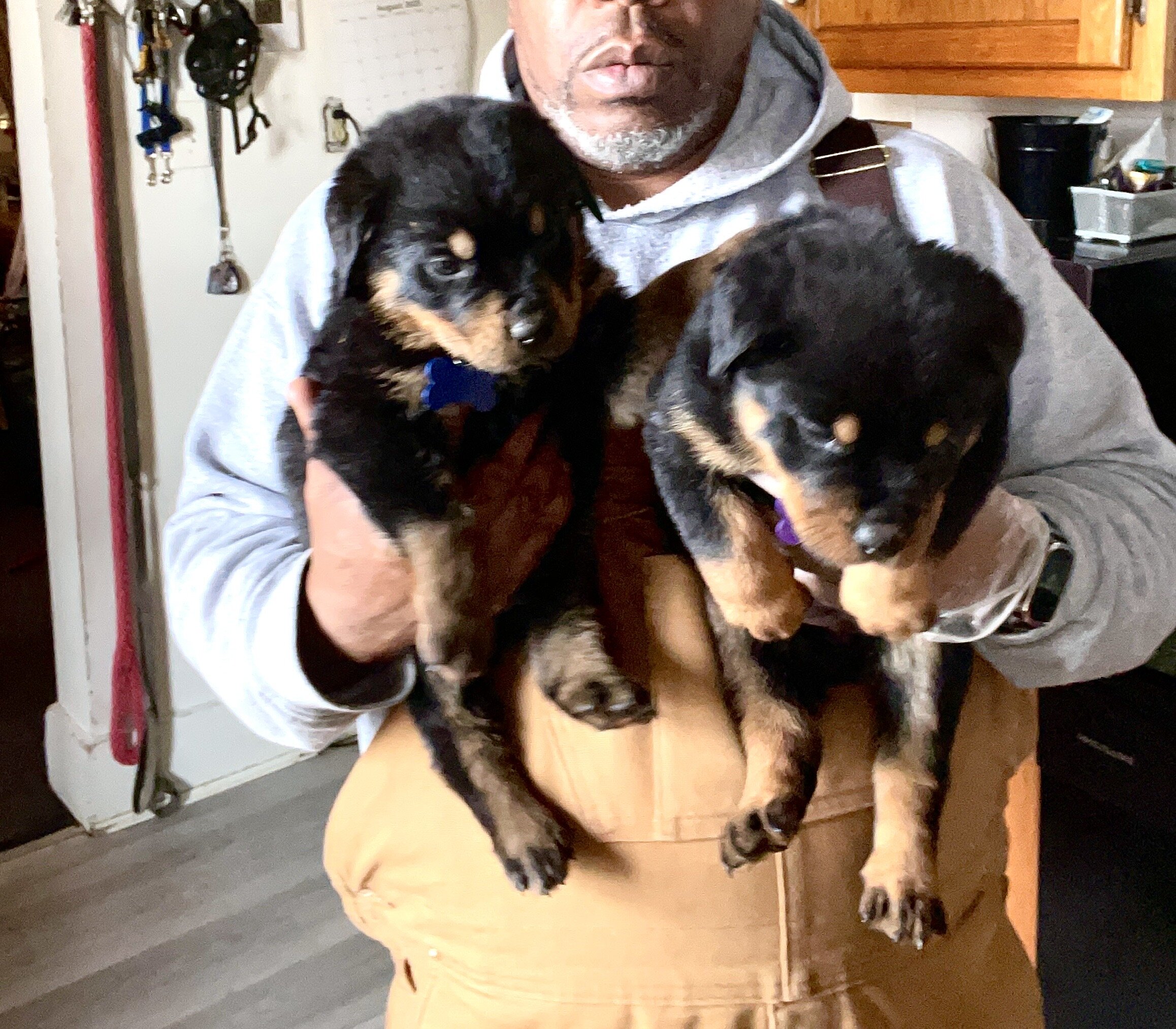 German Rottweiler Babies image 2