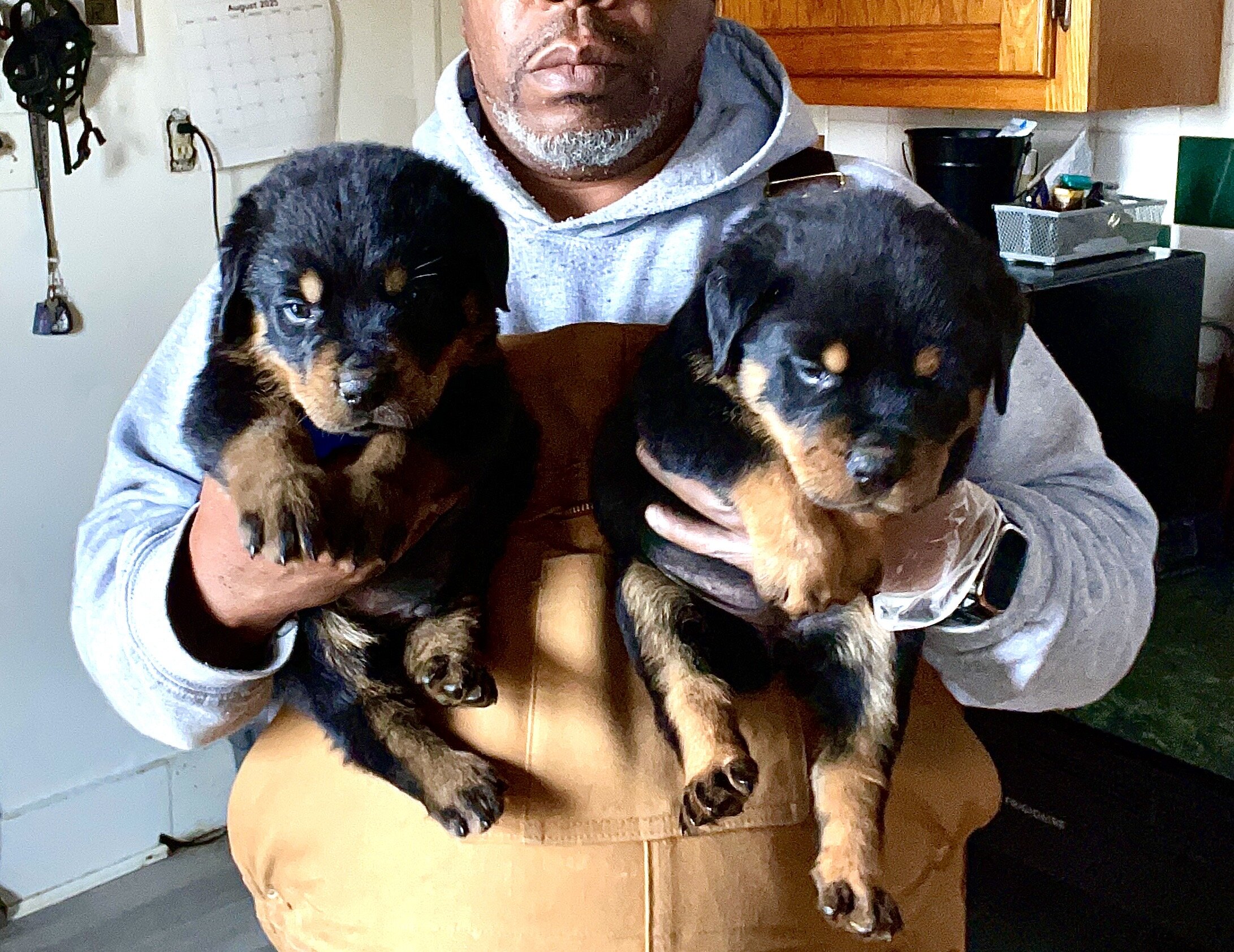 German Rottweiler Babies image 3