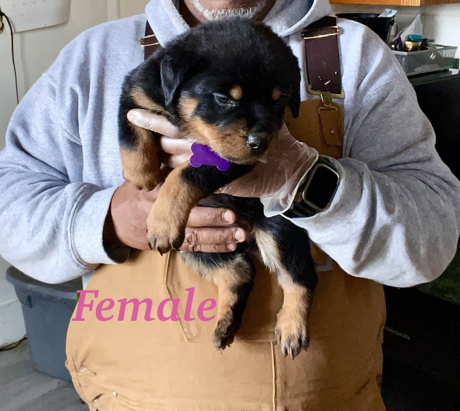 German Rottweiler Babies image 4