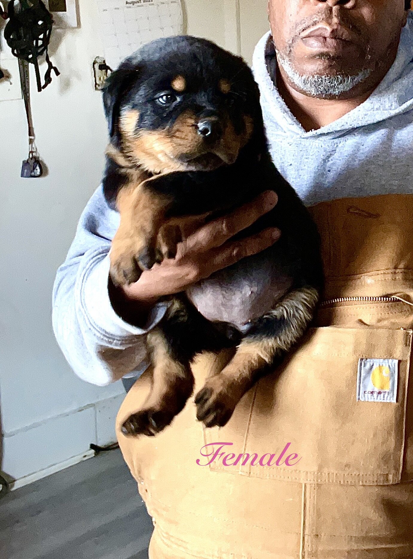 German Rottweiler Babies image 5