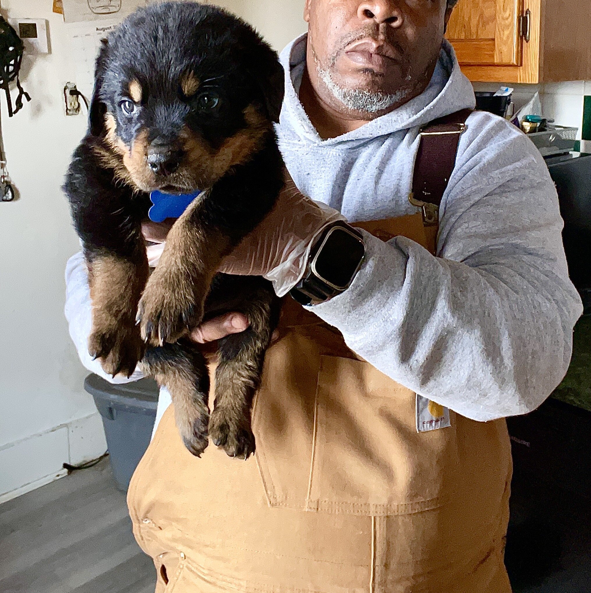 German Rottweiler Babies image 6
