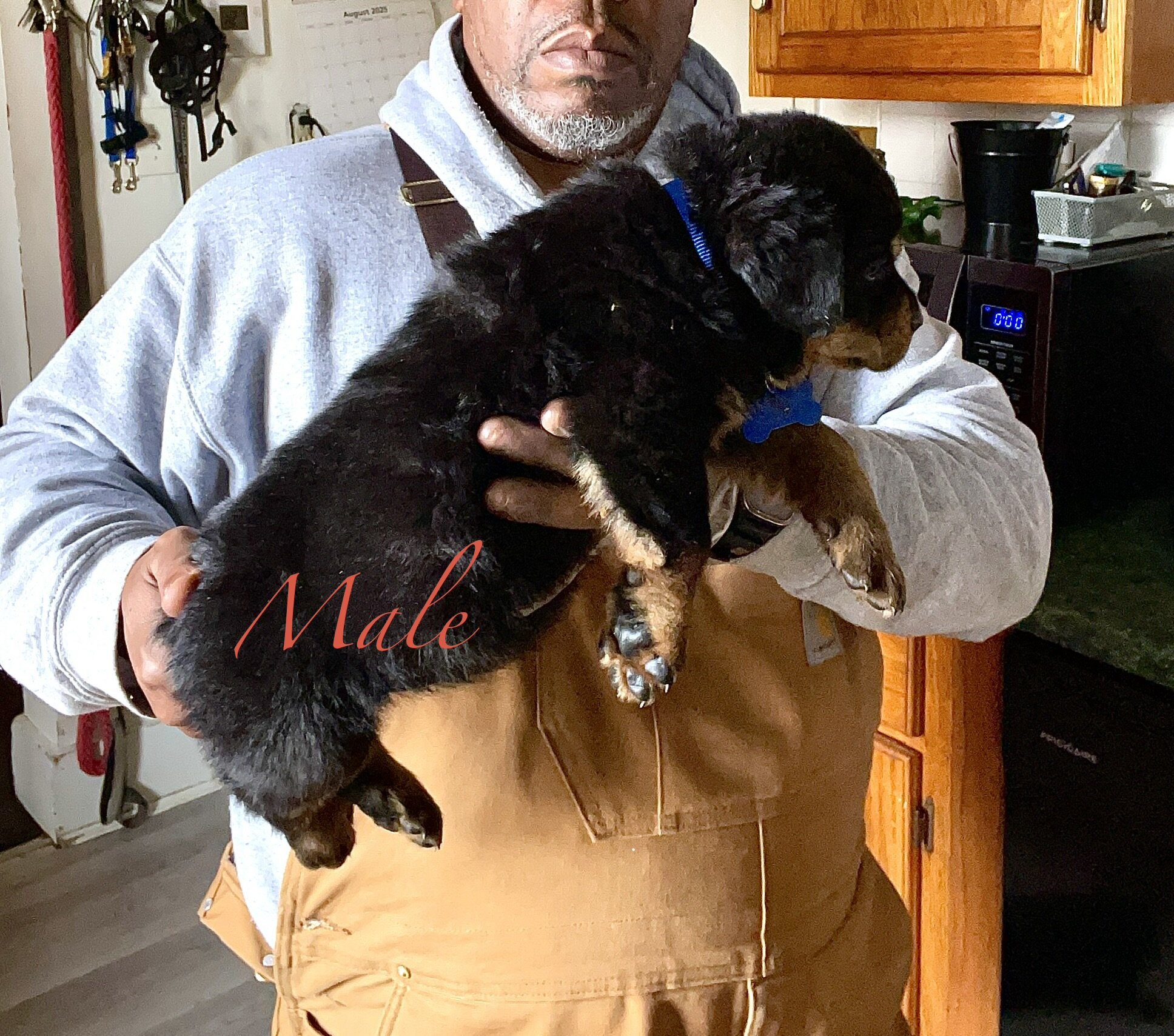 German Rottweiler Babies image 7