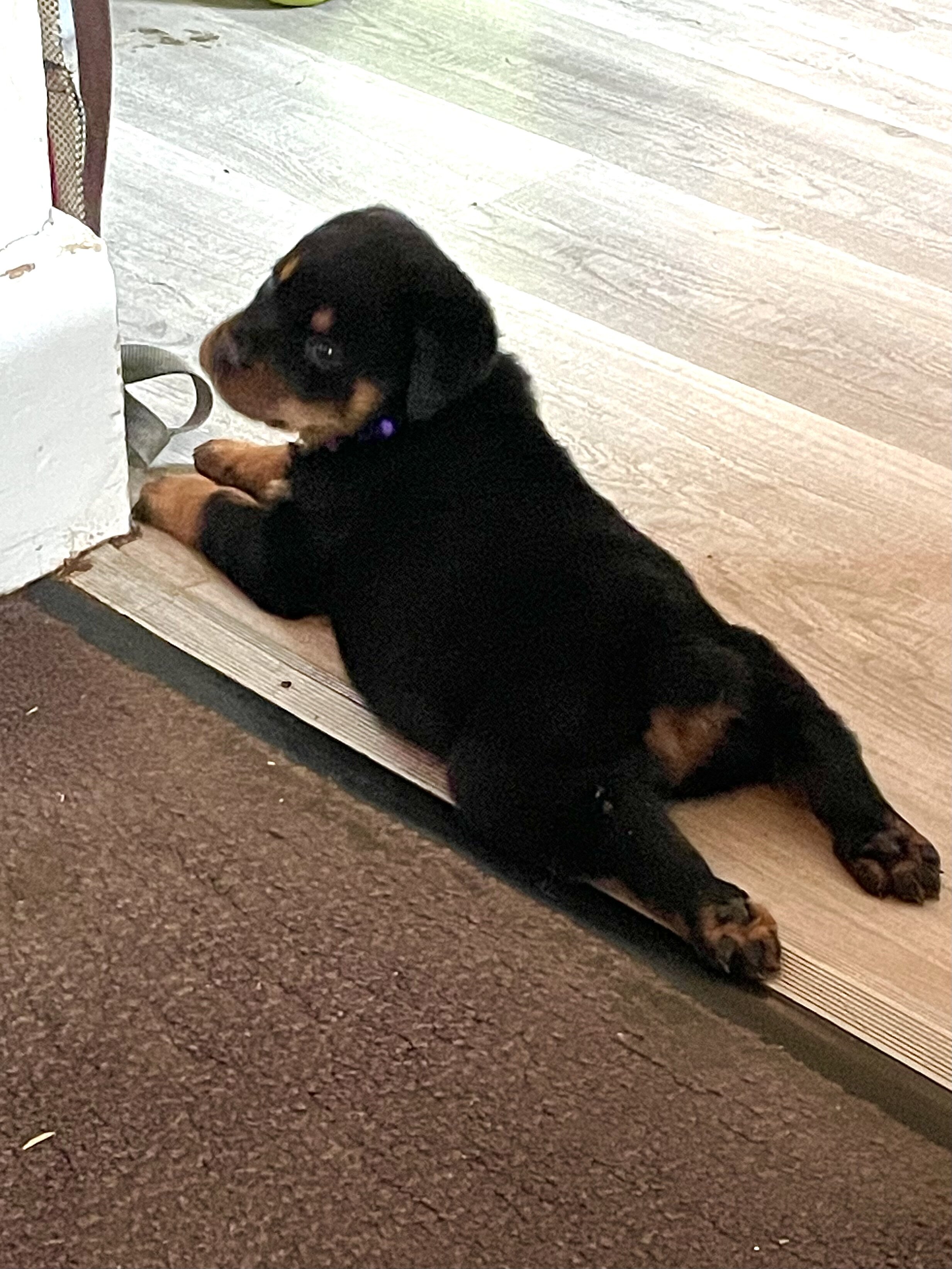German Rottweiler Babies image 8