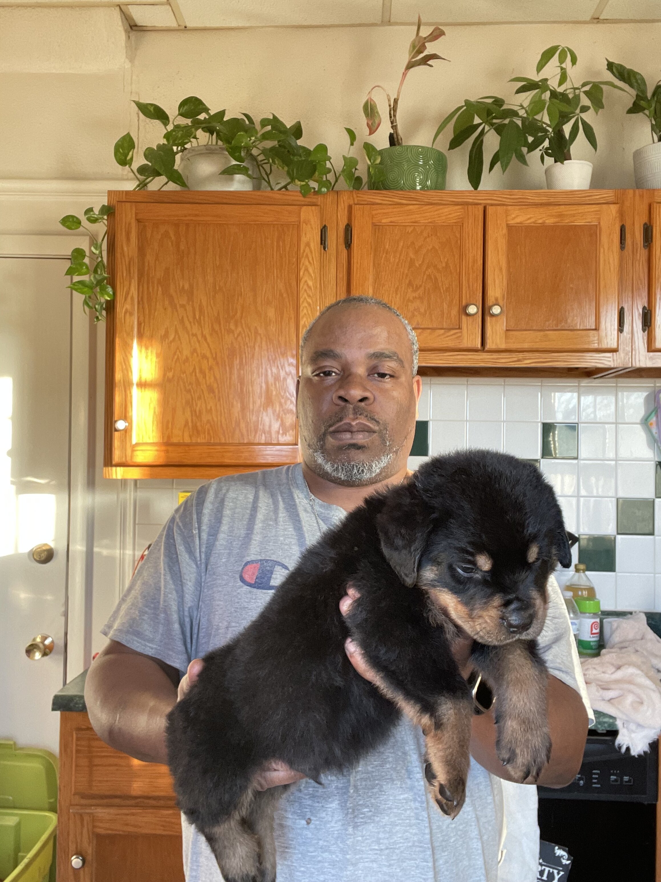 German Rottweiler Babies image 9