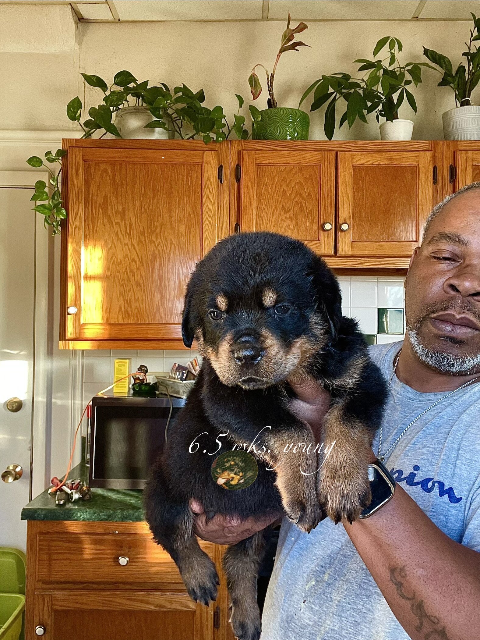 German Rottweiler Babies image 10