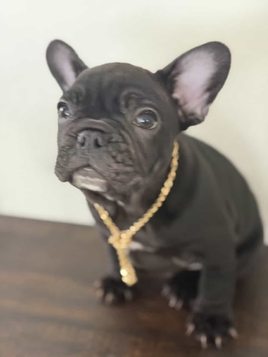 French bulldog image 3