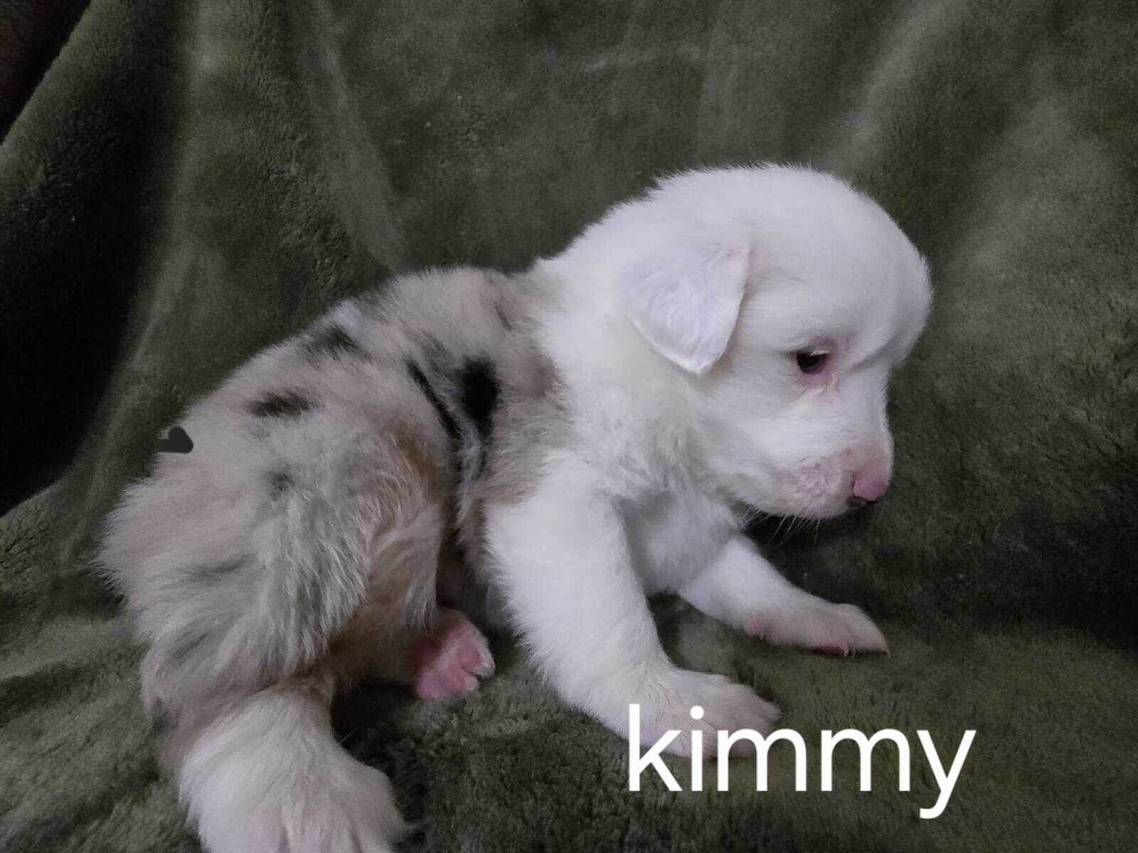 Australian shepherd puppies image 4