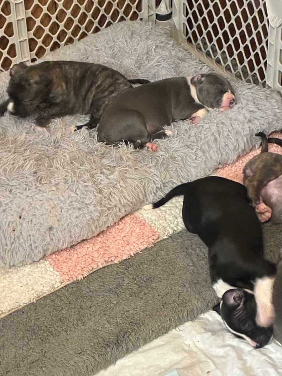 Pitbull puppies image 12