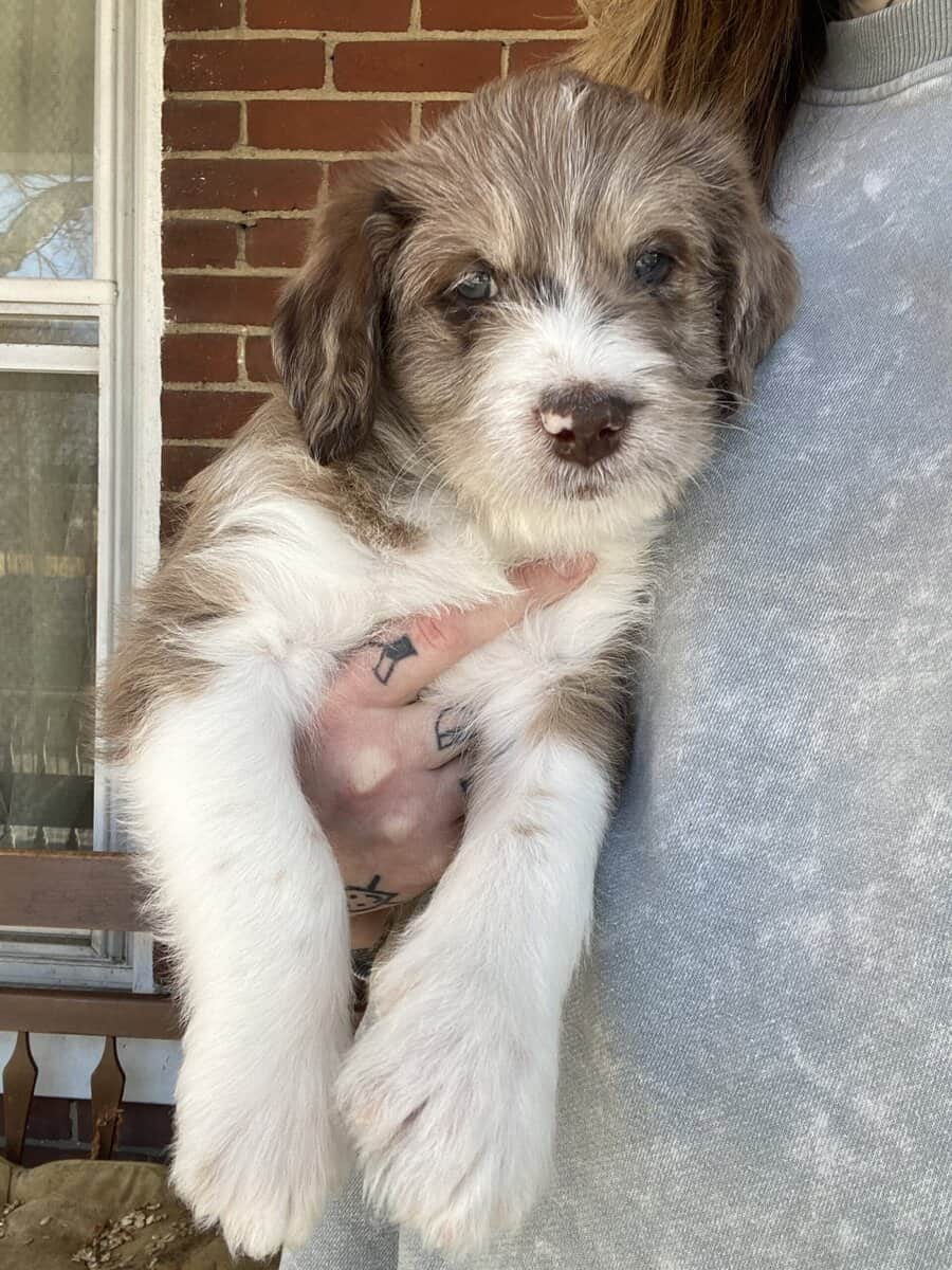 Boy Merle Aussiedoodle Puppy image 4