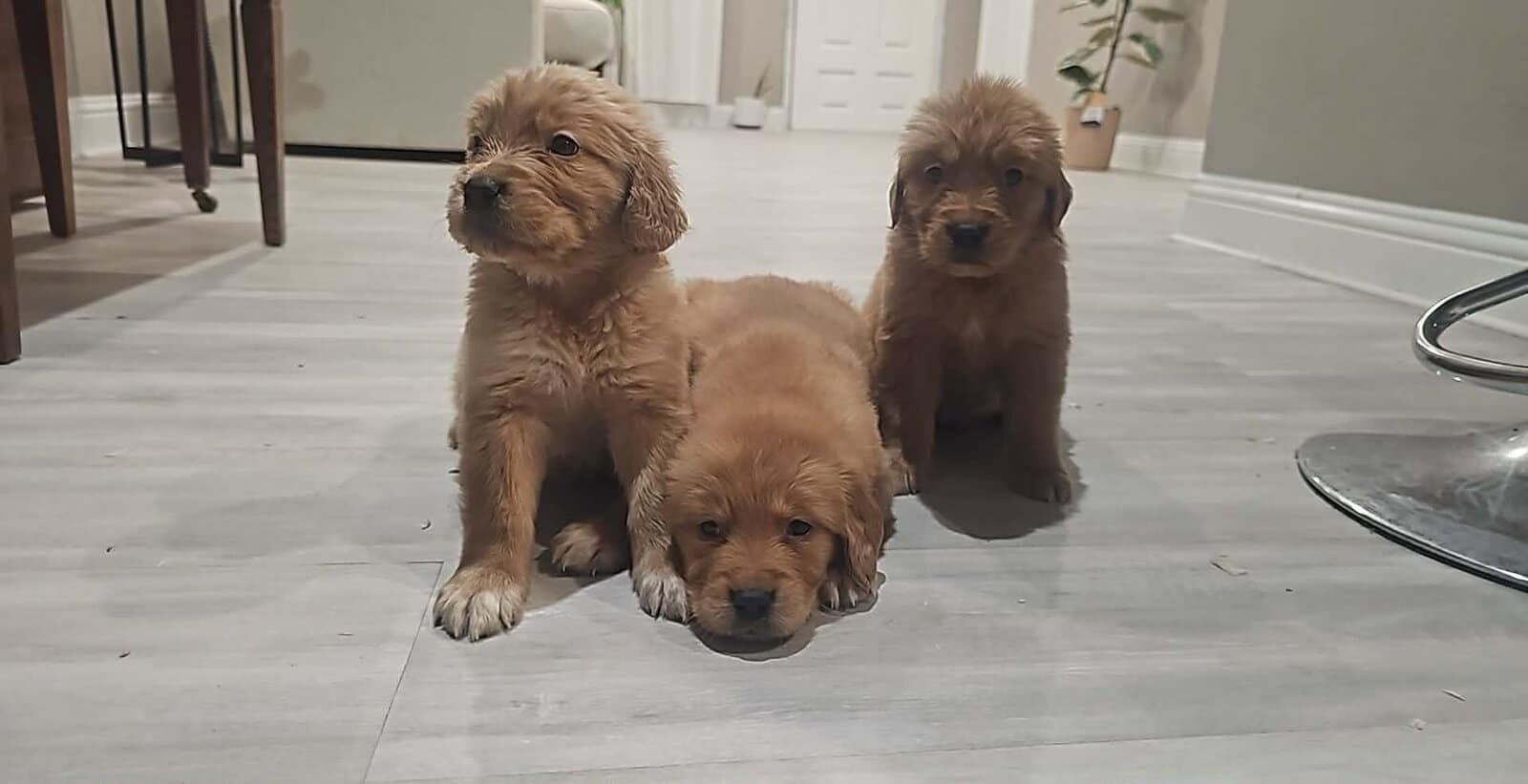 Golden Retriever Puppies - Grand Prairie, TX image 2