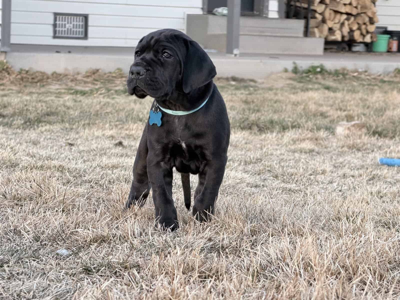 Great Dane puppies image 1