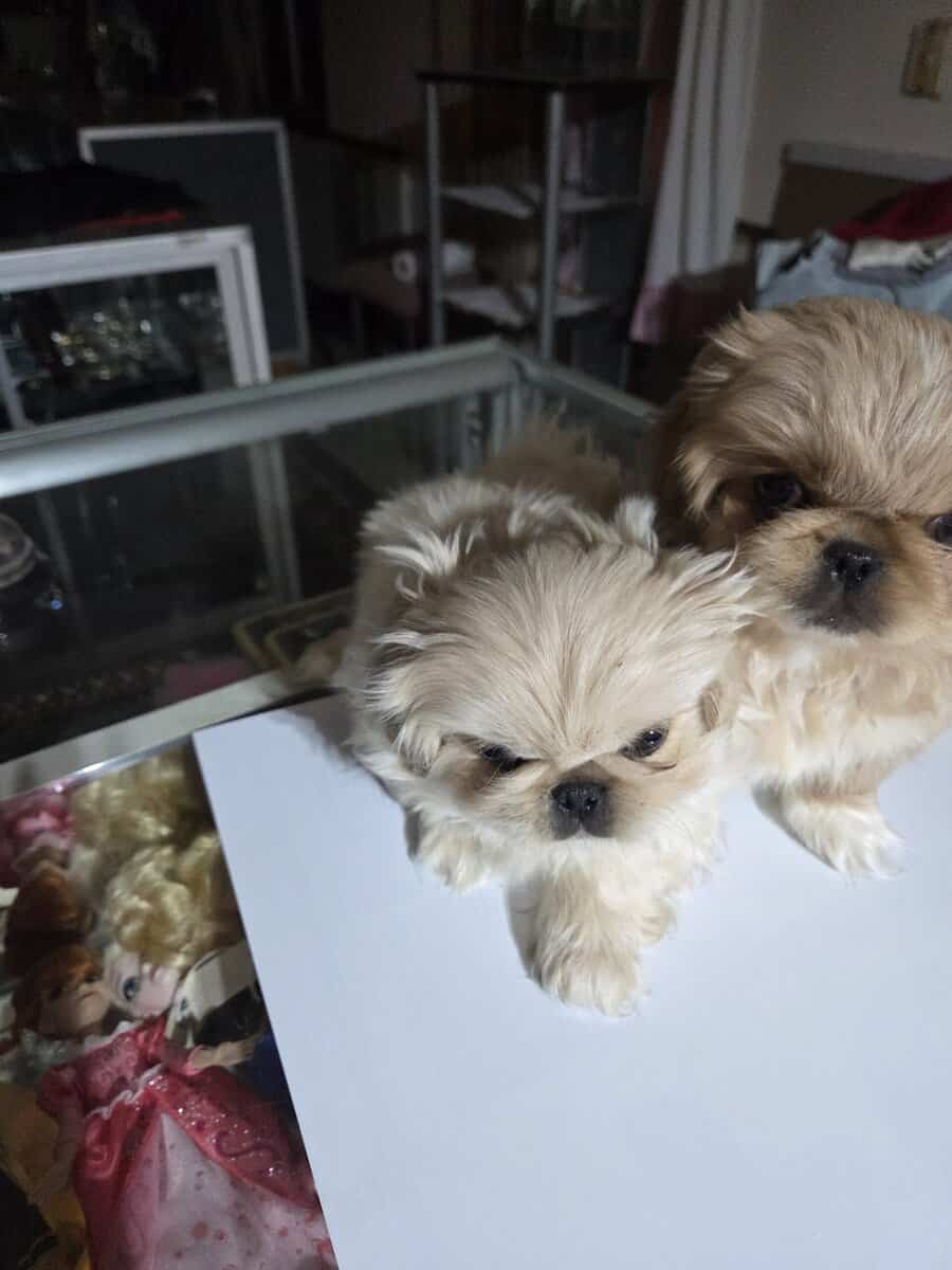 Pekingese puppies image 1