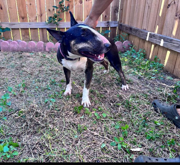 Female Bull terrier image 1