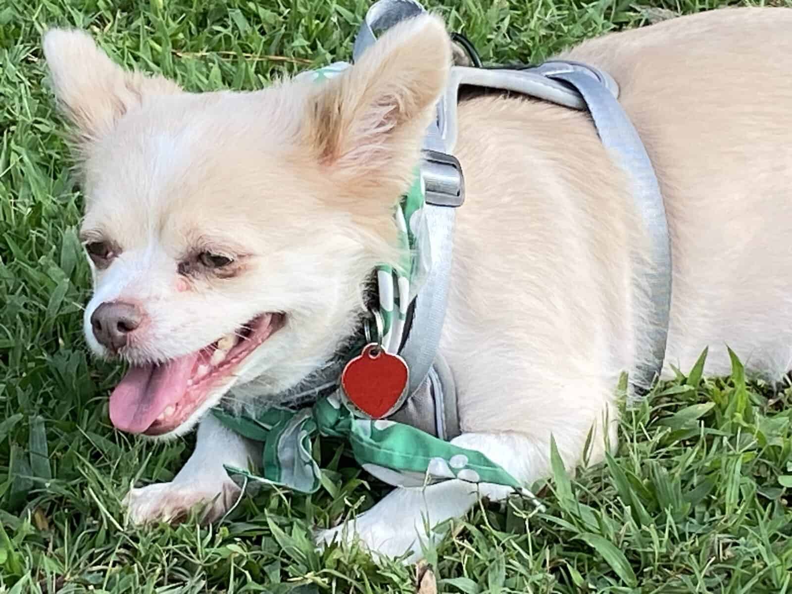 Loving Dog Needs New Home image 2