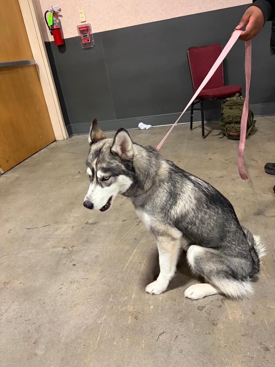 Husky siberian well trained image 5