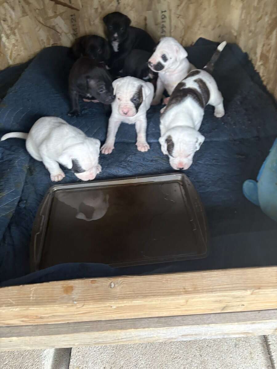 Old english puppies image 9