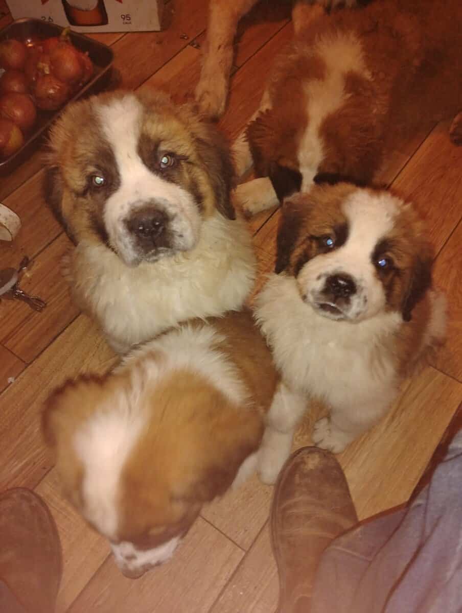 Full blooded St Bernard Puppies image 1