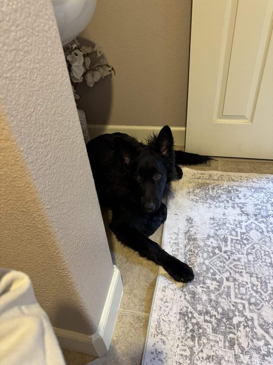 German Shepherd Puppy Rehoming image 3