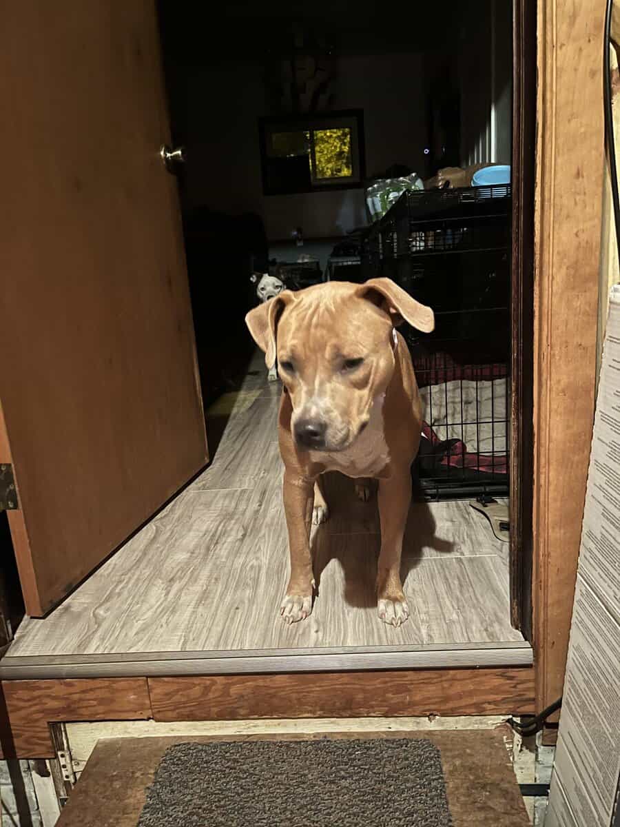 Sly cooper is looking for her forever home image 7