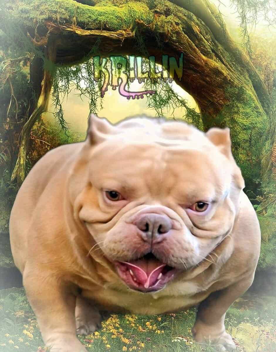 American Bully puppies available image 4