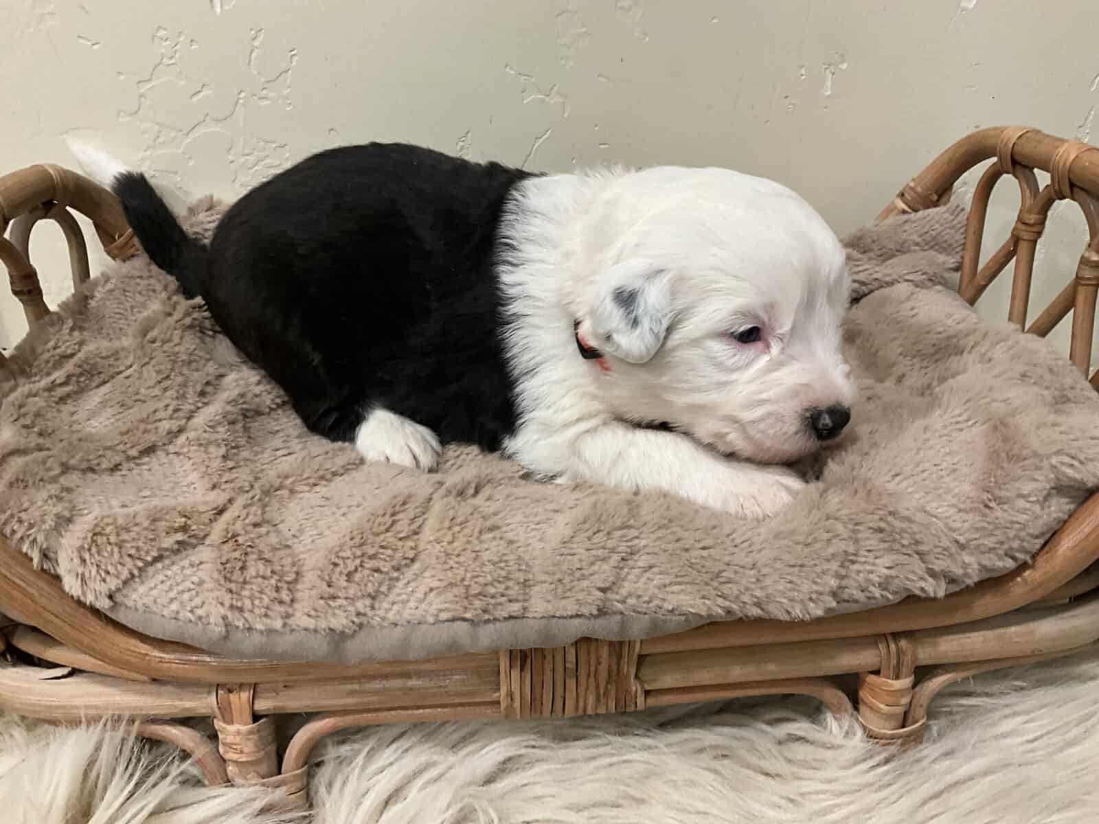 Old English Sheepdog image 2