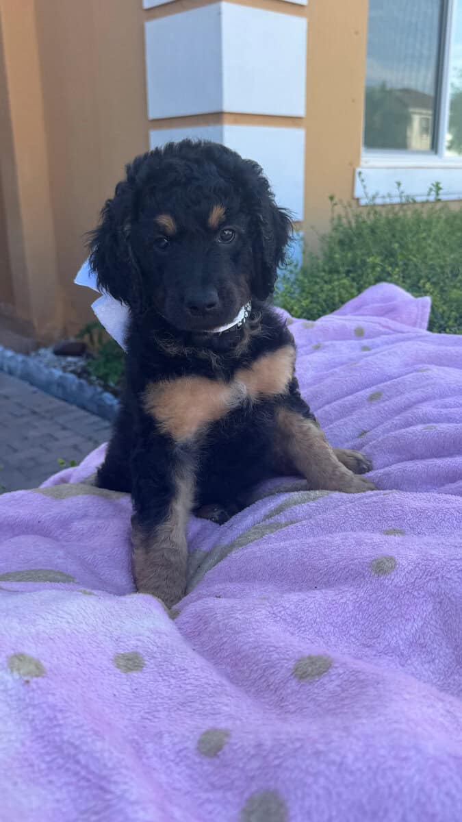 Goldendoodle Puppies for sale image 3
