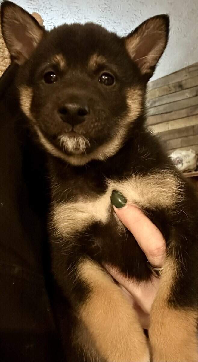 Adorable Shiba Inu Puppies image 3