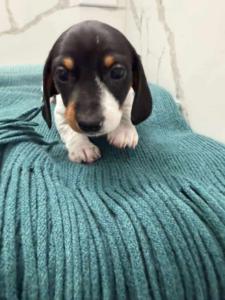 Dachshund female image 1